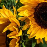 2-Zonnebloem-John